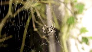 Araneus angulatus made web – Grbasti mrežar Grbasti križevec [upl. by Ahserb]