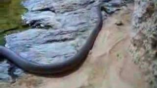 Tropicarium  Black mamba Snake [upl. by Mcclary681]