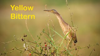 Yellow Bittern Ixobrychus sinensis call sound [upl. by Brendis]