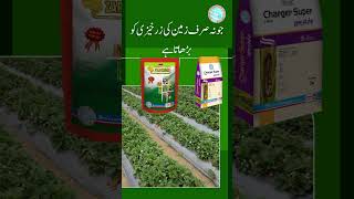 How to increase strawberry yield in Pakistan strawberry fields Solex charger super Solex zarawar [upl. by Katie]