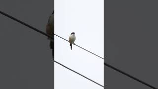 Long Tailed Shrike shrike birds birding hobby birdphotography birdvideos urbanwildlife 4k [upl. by Yajnas519]