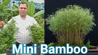 एक नया आइडिया  Mini Dwarf Bamboo [upl. by Lupiv]