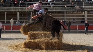 Eyragues  Encierro de taureaux neufs  19022023 [upl. by Jeralee632]