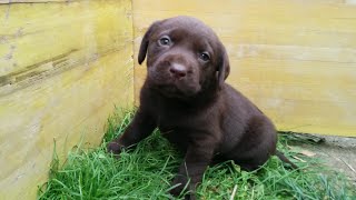 Chiots labradors chocolats trop mignon  2015 [upl. by Eyk]