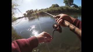 Tuolumne River lure fishing for stripers 🔥🎣 [upl. by Maxie]