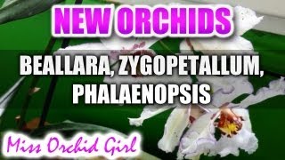 New Orchids  Beallara Zygopetalum Miltoniopsis Phal Schilleriana [upl. by Samala]