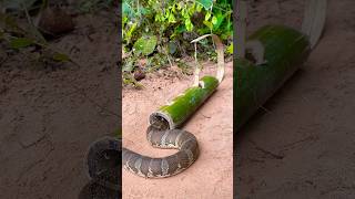 Amazing Snake Trap Make Using Bamboo shortvideo wildlife snake animals shortvideo [upl. by Henarat]