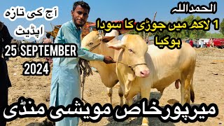 Mirpurkhas Cow Mandi Latest Update 25 September 2024  Cow Mandi 2025 [upl. by Gemoets]