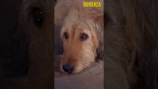 BONANZA Walter Watches Hoss and Obie Fight Outlaws [upl. by Eniowtna]