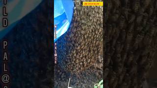 😱😰DANGEROUSBee HIVE തേനീച്ച കൂട്😱😲Is Bees Dangerousamazingfactsmalayalamhoneybeefoodhoney [upl. by Arimas50]