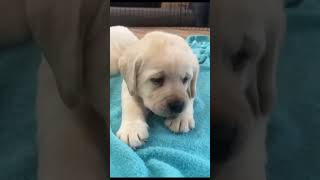 Puppy bitten and abandoned by mom and then 💖 [upl. by Peri893]