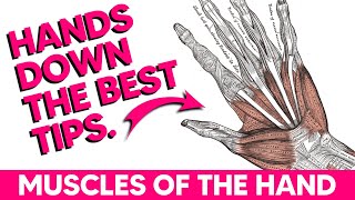 Hand Muscles│Anatomy Tips Tricks and Mnemonics [upl. by Zanas]