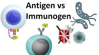 antigen and immunogen [upl. by Rephotsirhc296]