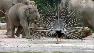 Elefant Ludwig und der Pfau  Gorillas  Orang Utans  Braunkopfklammeraffe [upl. by Nolad728]