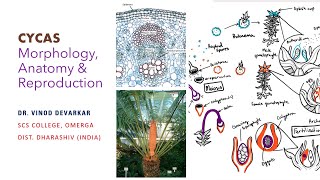 Cycas Morphology Anatomy amp Reproduction by Dr V D Devarkar [upl. by Atteuqal]