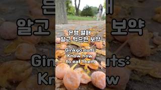 은행 열매 알고 먹으면 보약 Ginkgo Nuts know how to eat [upl. by Howie875]