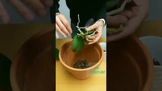 How To Repot An Orchid And Not Kill It [upl. by Oicnevuj]