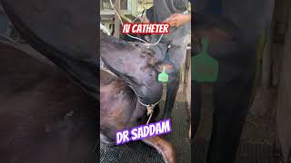 How to insert IV catheter for cow drips Dr Saddam ivcatheter venousaccess veinfinder vascular [upl. by Ainehta]