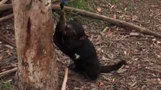 Tasmanian Devil Conservation Park [upl. by Areta]