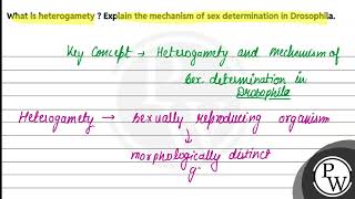 What is heterogamety  Explain the mechanism of sex determination in Drosophila [upl. by Gardie]