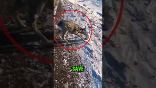 Man Saves a Deer about to Freeze to Death 😱 [upl. by Ennoirb]