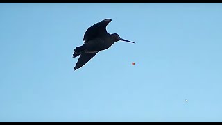 Woodcock Hunt in the Lebanese Mountains 2019 part 1 Chasse de la Beccase au Liban GoproShotkam [upl. by Natasha]