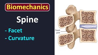 LEC 1 Introduction to axial skeleton biomechanics [upl. by Anela155]