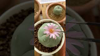 Pollinating Lophohora Fricii for the first time 🌸 cactusgarden lophophorafricii cactus fricii [upl. by Ban]