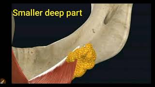 EASY WAY TO LEARN ANATOMY OF SUBMANDIBULAR GLAND [upl. by Wallace866]