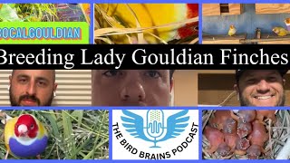 Breeding Lady Gouldian Finches in a Colony The Birdbrains Podcast EP28 [upl. by Cromwell187]