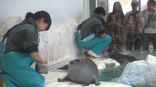 feeding time for ringed seals in Osaka Aquarium Kaiyukan May 2013 1935 [upl. by Odarbil]