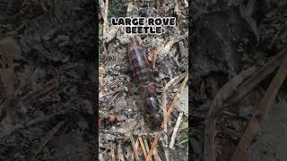 Large Rove Beetle shorts [upl. by Odareg890]