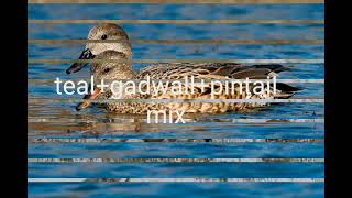 teal pintail gadwall mix in new voice [upl. by Cirederf]