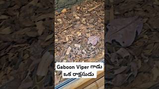 ఈ పాము గాడి పేరు Gaboon Viper highly venomous dangerous African snake USA telugu vlogs [upl. by Conyers830]