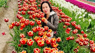 Abbotsford Tulips Festival [upl. by Tosch]