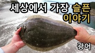 우마세상에서 가장 슬픈 이야기ft광어 Fishing For Flatfish [upl. by Strain878]