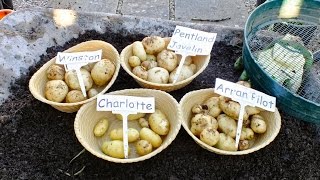 Grow Potatoes four pot shootout No 4 Potato reveal wash and weigh [upl. by Giustino]