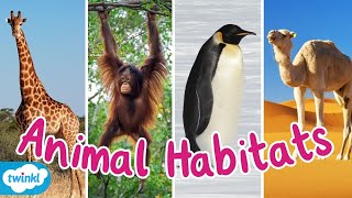 What Are The Different Animal Habitats  Animal Habitats Compilation for Kids [upl. by Albina]