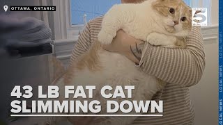 43pound cat is slimming down while raising awareness for pet obesity on TikTok [upl. by Balthazar106]