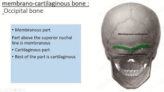 Exploring the Ossification of the Skull [upl. by Woodberry]