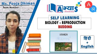 Budding A  अ  Reproduction  Biology  abhyasonlinein  Abhyas Academy  Ms Pooja [upl. by Bobinette]