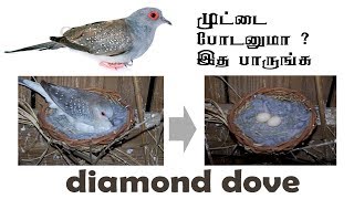 diamond dove breeding Tamil  diamond dove breeding and caring tips and tricks in Tamil [upl. by Pietro]