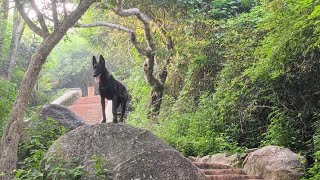 Belgian malinois Mysore chamundi hills [upl. by Etteve]