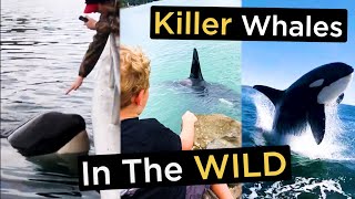 Killer Whales In The WILD  TOP 28 Orca Encounters [upl. by Norina591]