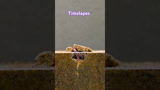 best timelapes nature relaxingseeds plantslover shortvideo trandingshorts [upl. by Giles355]