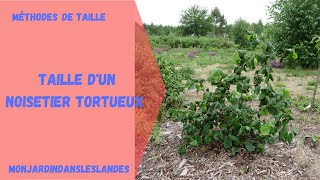 Taille de noisetier tortueux  Monjardindansleslandes [upl. by Xet]