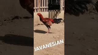 Javanesian javaninja shorts short shortvideo ayamaduanindonesia ayam ayamjavanesian [upl. by Jaclyn]