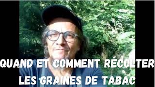 Graines de Tabac  Quand et comment les récolter [upl. by Anitteb]