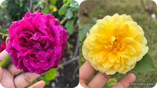 BEAUTIFUL ROSE GARDEN  rose garden redrose rosegarden davidaustinroses beautiful [upl. by Htenaj]