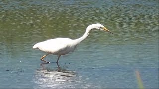 Great White Egret [upl. by Tronna]